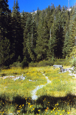 Meandering Meadow Trail