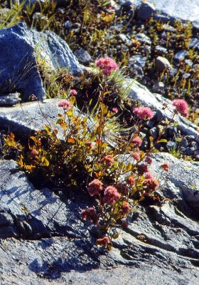 Gray Eagle area flowers