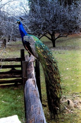 Peacock on a fence