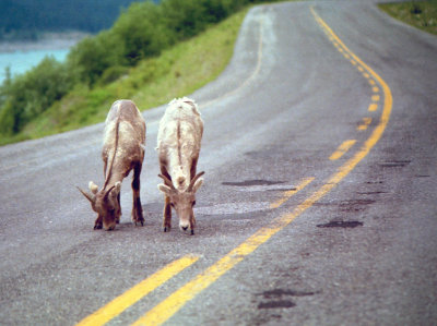 Canadian Rams in the Road.jpg