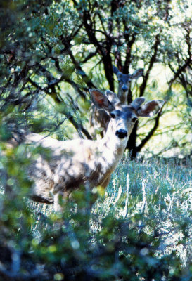 Young buck and Doe Deer