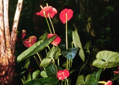 Hawaii Anthurium