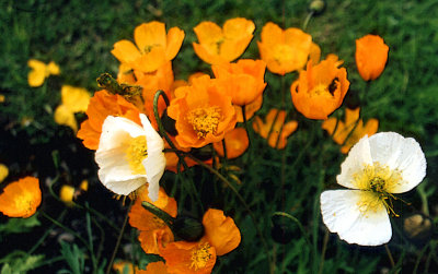 Artistic-Poppies
