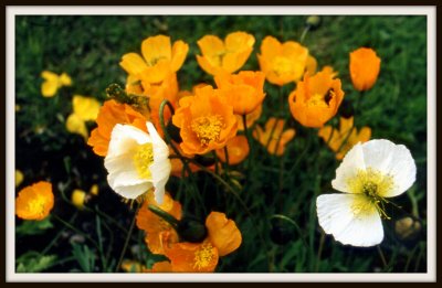 Artistic-Poppies with border