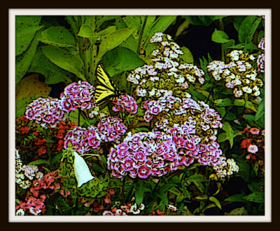 Artistic_Swallowtail Butterfly in Butchart Gardens
