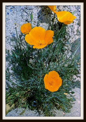 Artistic_Poppies Among The Rocks
