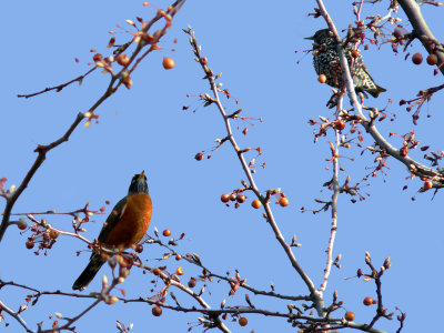 Robin and Flicker in pear tree