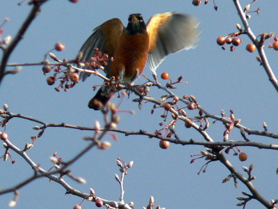 Robin lands in pear tree