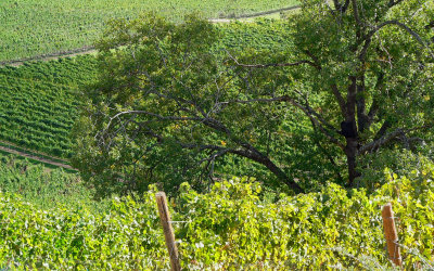 Hillcrest Vineyard-hill grown vineyard