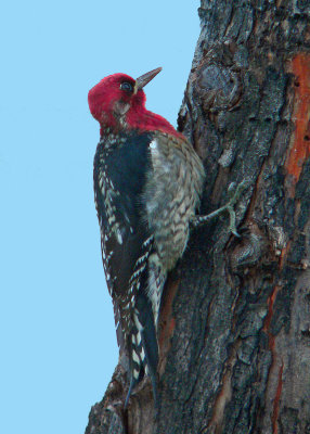 Red-headed Woodspecker_Closeup