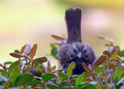 Sparrow-Stare