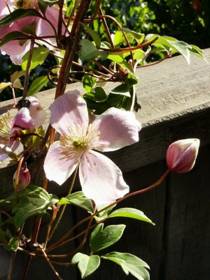 Artistic_Clematis on fence