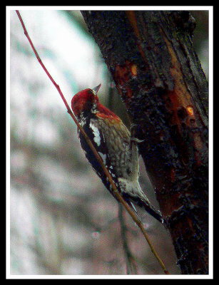 Woodpecker searching for breakfast