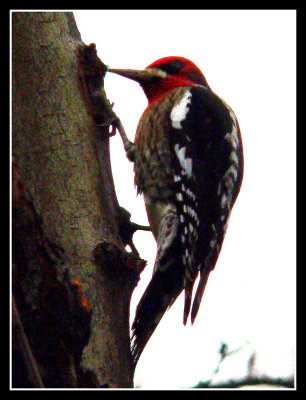 Woodpecker at work