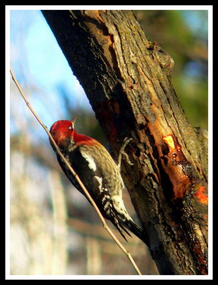Red-breasted Sapsucker in afternoon