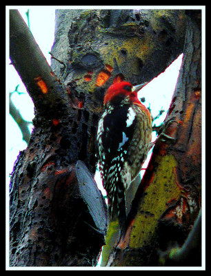 Red-breasted Sapsucker at work
