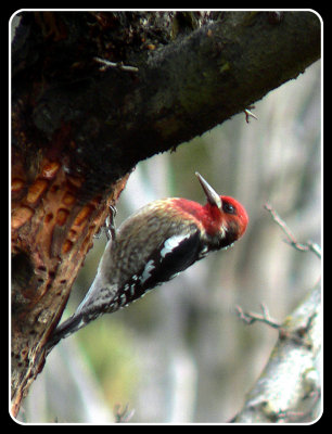 Red-breasted Sapsucker resting pose