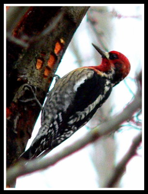 Red-breasted Sapsucker closeup