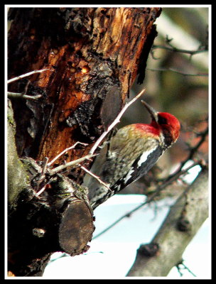Woodpecker in Hawthorne