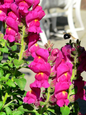 Bumblebee and Snapdragons