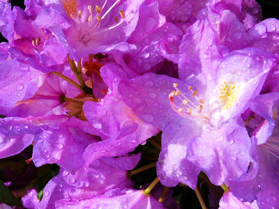Azalea Blossoms after the rain
