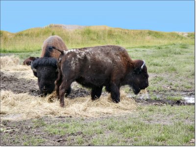 Buffalo grazing in Alaska2