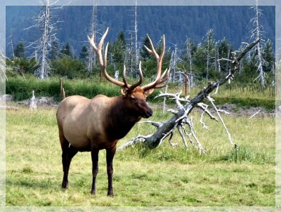 Bull Elk2