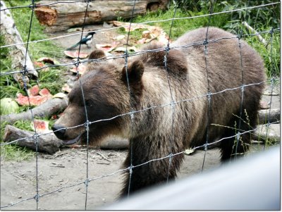 Brown bear up close