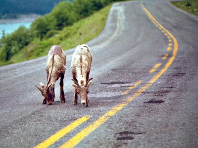 Canadian Rams in the Road