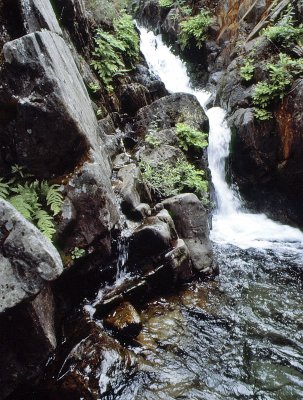 Fern Falls