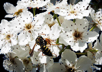 Artiistic_Yellow Jacket on Pear Blossoms_landscape