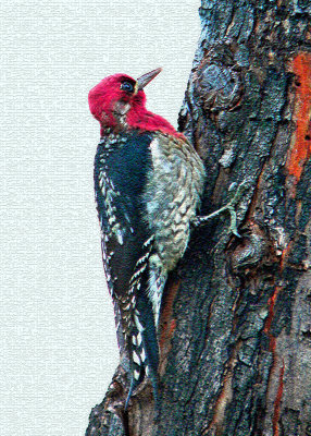 Red-headed Woodpecker_Closeup