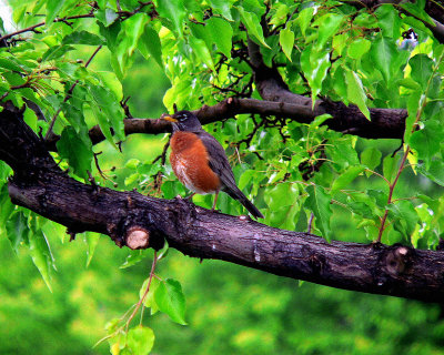 Robin in May-artistic