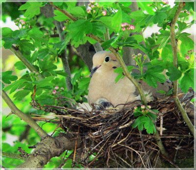 Morning Dove Mom and Chick-Artistic