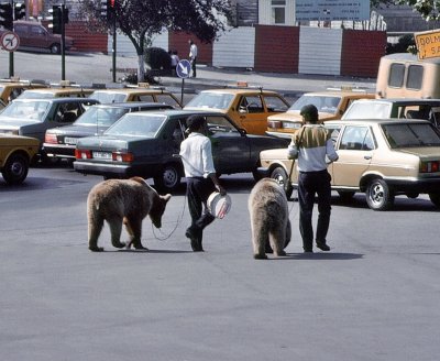 Istanbul Dancing Bears2