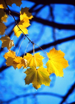 Old Quebec Maple Leaves