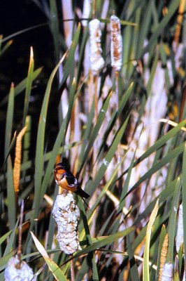 Jasper wild bird and cattails