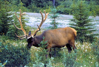 Jasper-Banff Hwy Elk-3