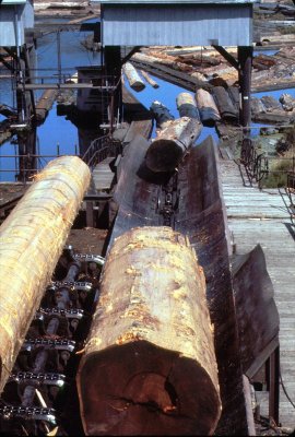 Scotia log peeler.jpg