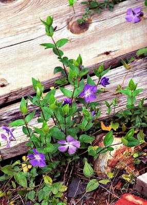 Shasta Weathered mine boards and periwinkle