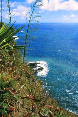 Maui seashore2