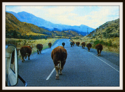 New Zealand cows heading way home