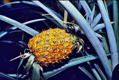 Hawaiian pineapple plant