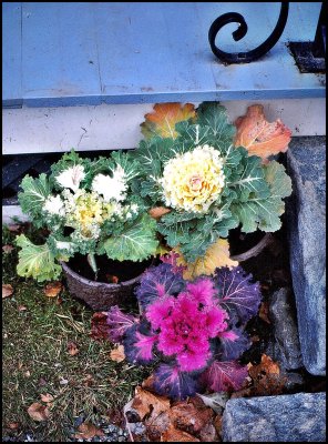 New England Ornamental Cabbage