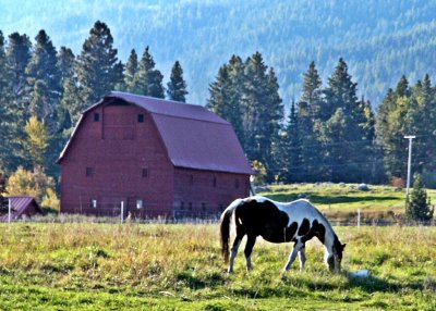 Joseph Skewbald Horse and Red Barn