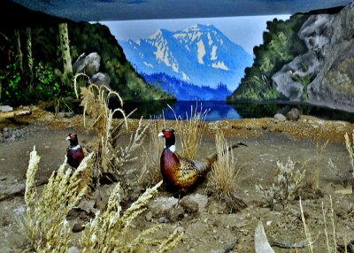Oregon Trail Museum pheasant diorama