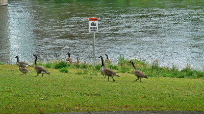 Geese on the prowl