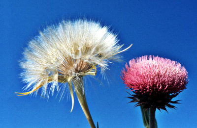 Dandelion and Thistle