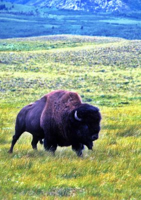 Waterton Lake Buffalo