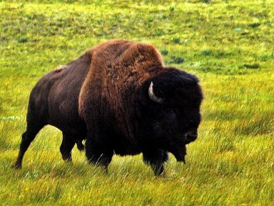 Waterton Lake Buffalo closeup